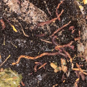 Worm farming