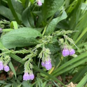 DIY Fertilizer