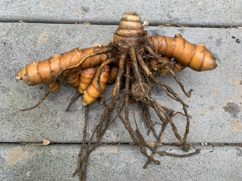 Turmeric Mother